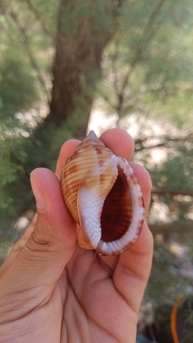 Mediterranean bonnet snail