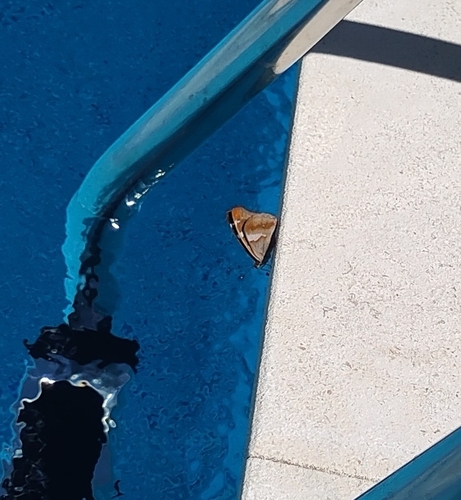 Lesser Purple Emperor