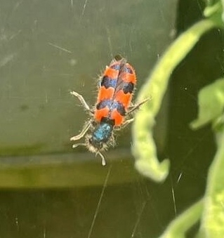 Bee-eating Beetle