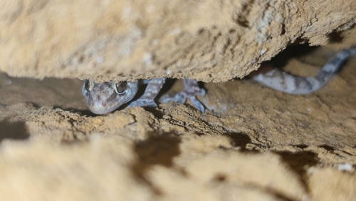 Mediterranean House Gecko