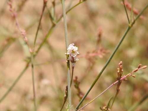 Boerhavia coulteri var. coulteri