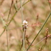 Boerhavia coulteri coulteri - Photo (c) Daniel, all rights reserved, uploaded by Daniel