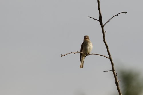 Spotted Flycatcher