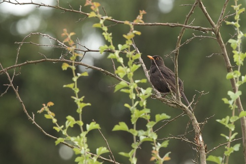 Eurasian Blackbird