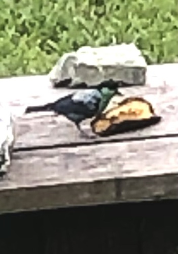 Black-capped Tanager