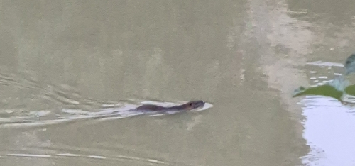 Coypu