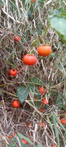 Cockroach Berry