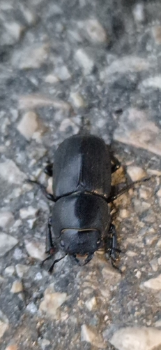 Lesser Stag Beetle