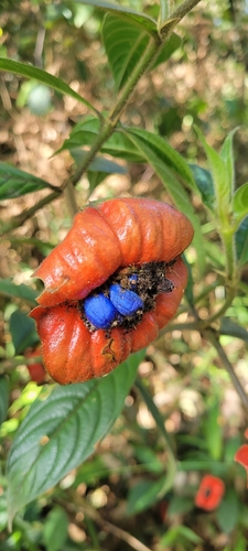 sore-mouth bush