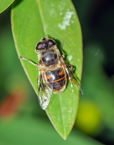Common Drone Fly