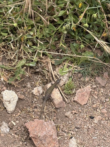 Berlenga Wall Lizard