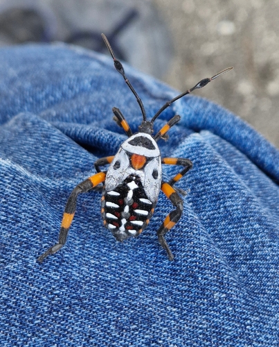 Pachylis gigas