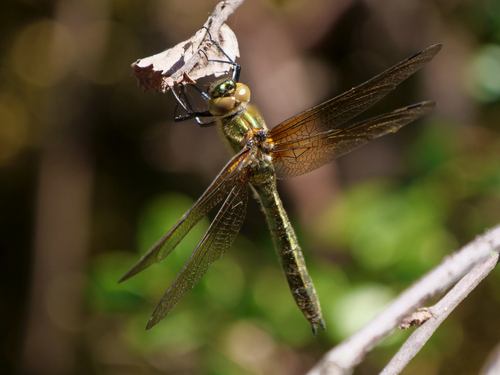 Downy Emerald