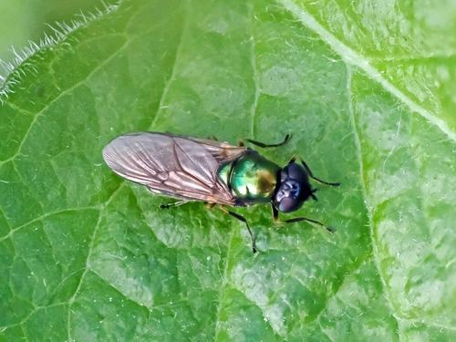 Broad Centurion Fly