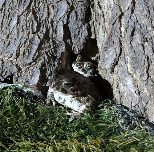 Balearic Green Toad