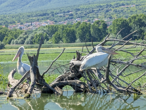 Dalmatian Pelican