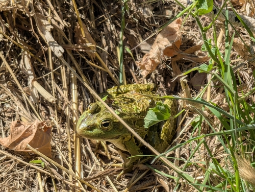 Pelophylax ridibundus kurtmuelleri