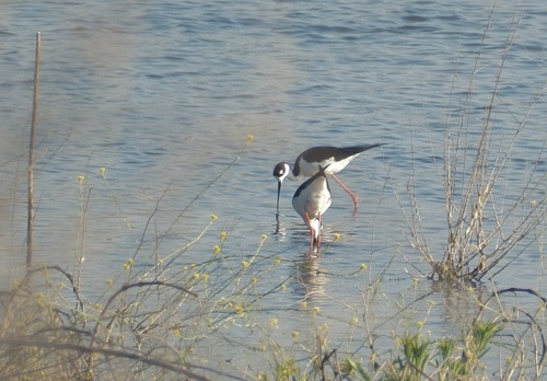 Black-necked Stilt