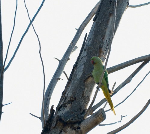 Rose-ringed Parakeet