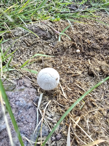 Panaeolus antillarum