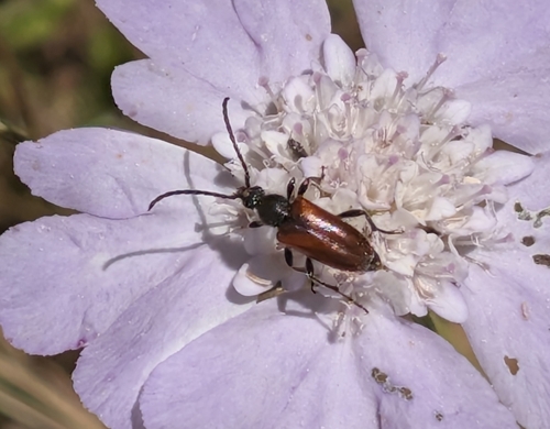 Fairy-ring Longhorn Beetle
