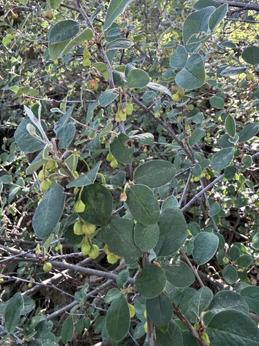 Common Cotoneaster