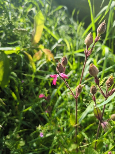 red campion