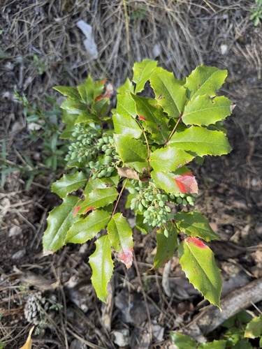 Oregon grape