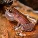 Dring's Dwarf Litter Frog - Photo (c) Chien Lee, all rights reserved, uploaded by Chien Lee