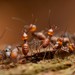 白蟻領科 - Photo 由 Chien Lee 所上傳的 (c) Chien Lee，保留所有權利