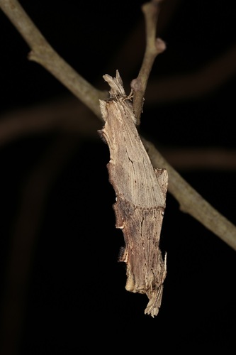 Pale Prominent