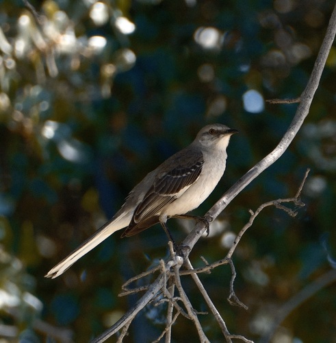 Northern Mockingbird