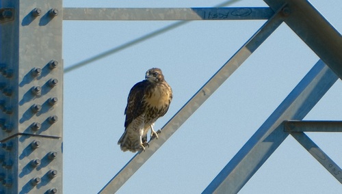 Red-tailed Hawk