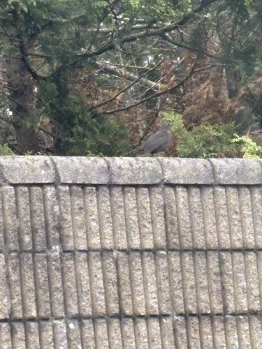 Eurasian Blackbird