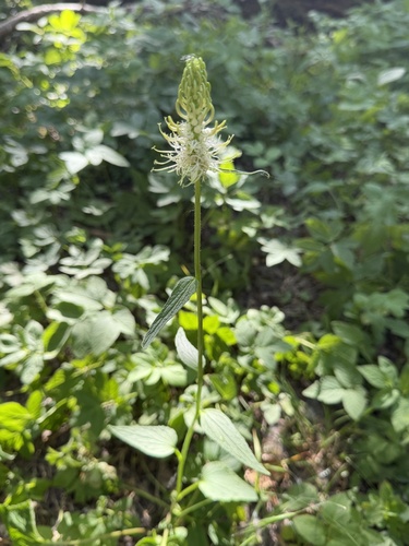 Spiked rampion