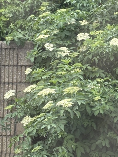 European black elderberry