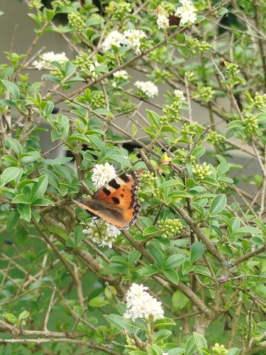 Small Tortoiseshell