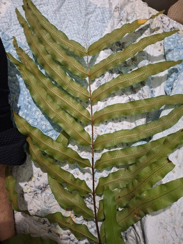 Serpocaulon triseriale