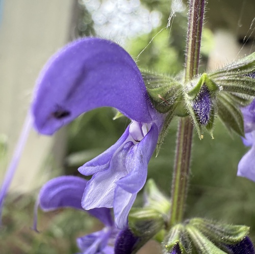 Meadow Sage