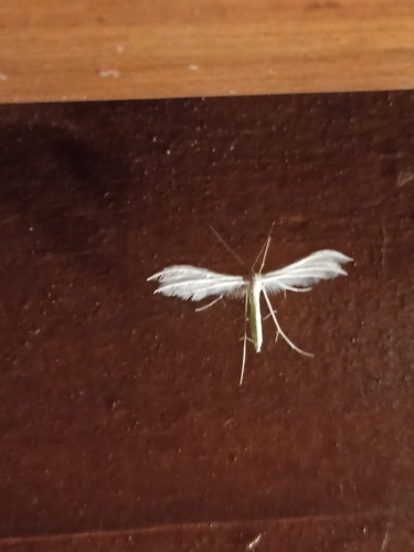 White Plume Moth