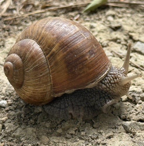 Roman Snail