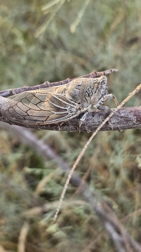 Arabian cicada