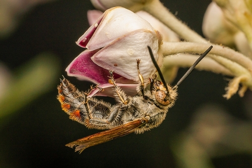 Campsomeriella thoracica