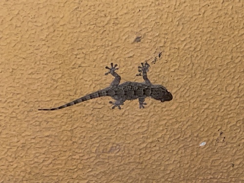 Moorish Gecko