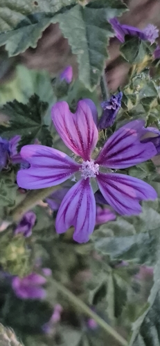 Common Mallow