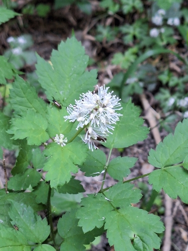 Eurasian baneberry