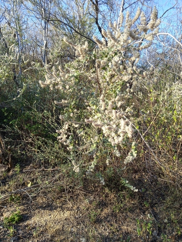 Hyptis albida