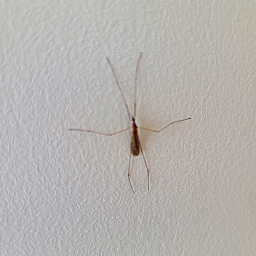 Rhipidia domestica