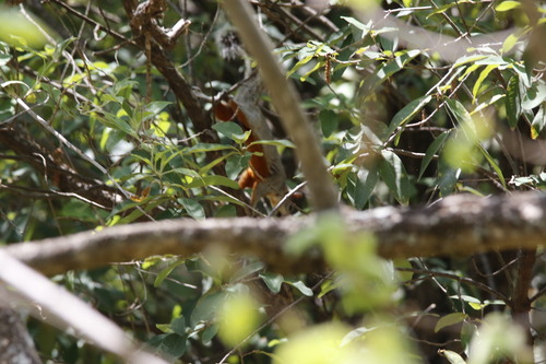 Ardilla vientre rojo observed by coatzinatura