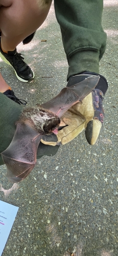 Silver-haired Bat observed by your_prescribed_pillbugs